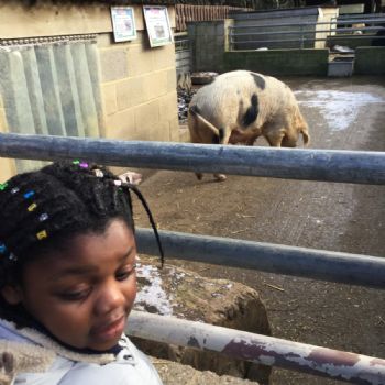 Zebras Godstone Farm (1)